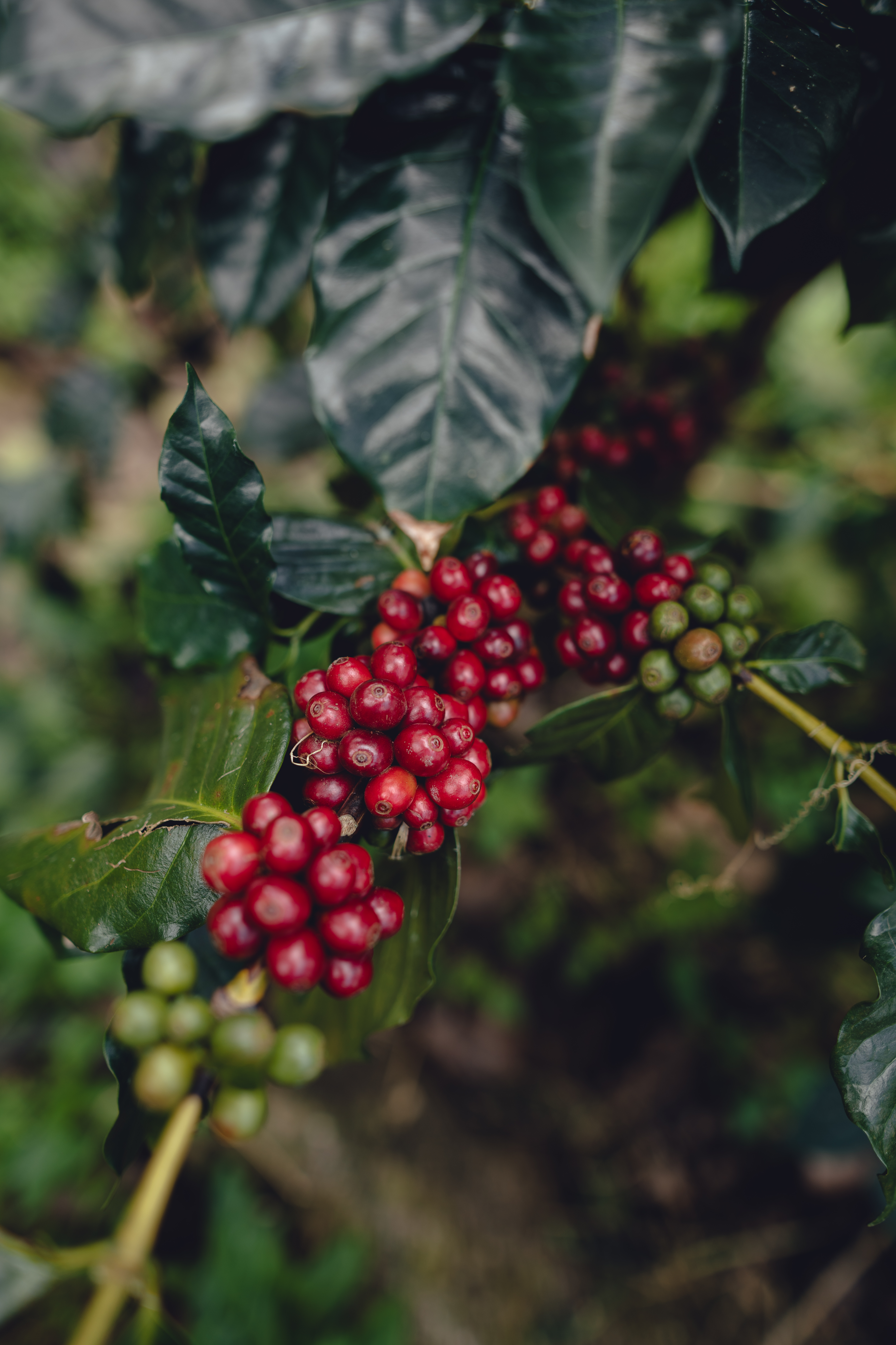 Agroindustria - Red Coffee Beans